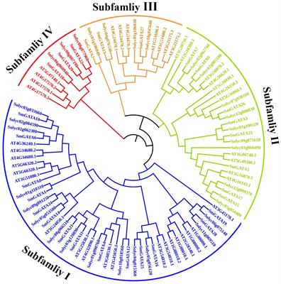 Identification and expression profiling of SmGATA genes family involved in response to light and phytohormones in eggplant
